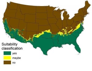 Pythons in America